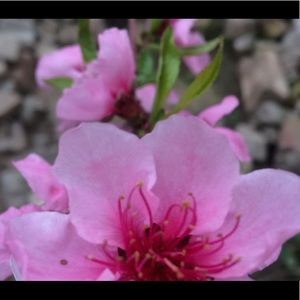 Meet your Posher, Juliana